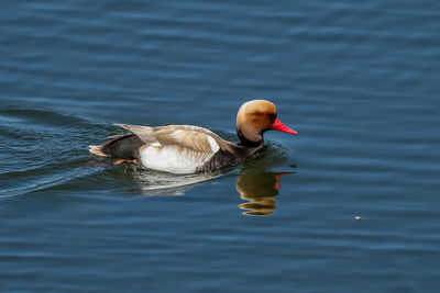 Duck swimming in lake