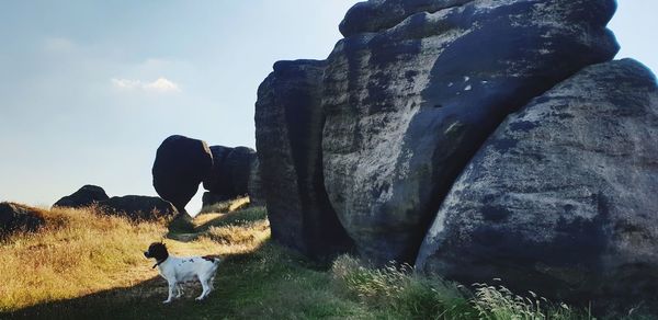 View of a horse standing on rock