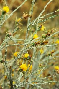 Close-up of yellow flowering plant