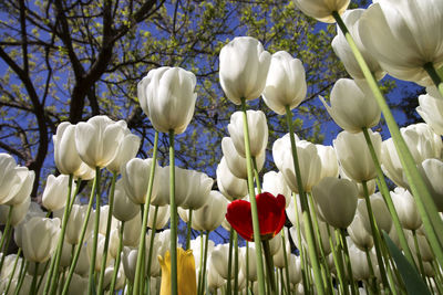 Close-up of white tulips