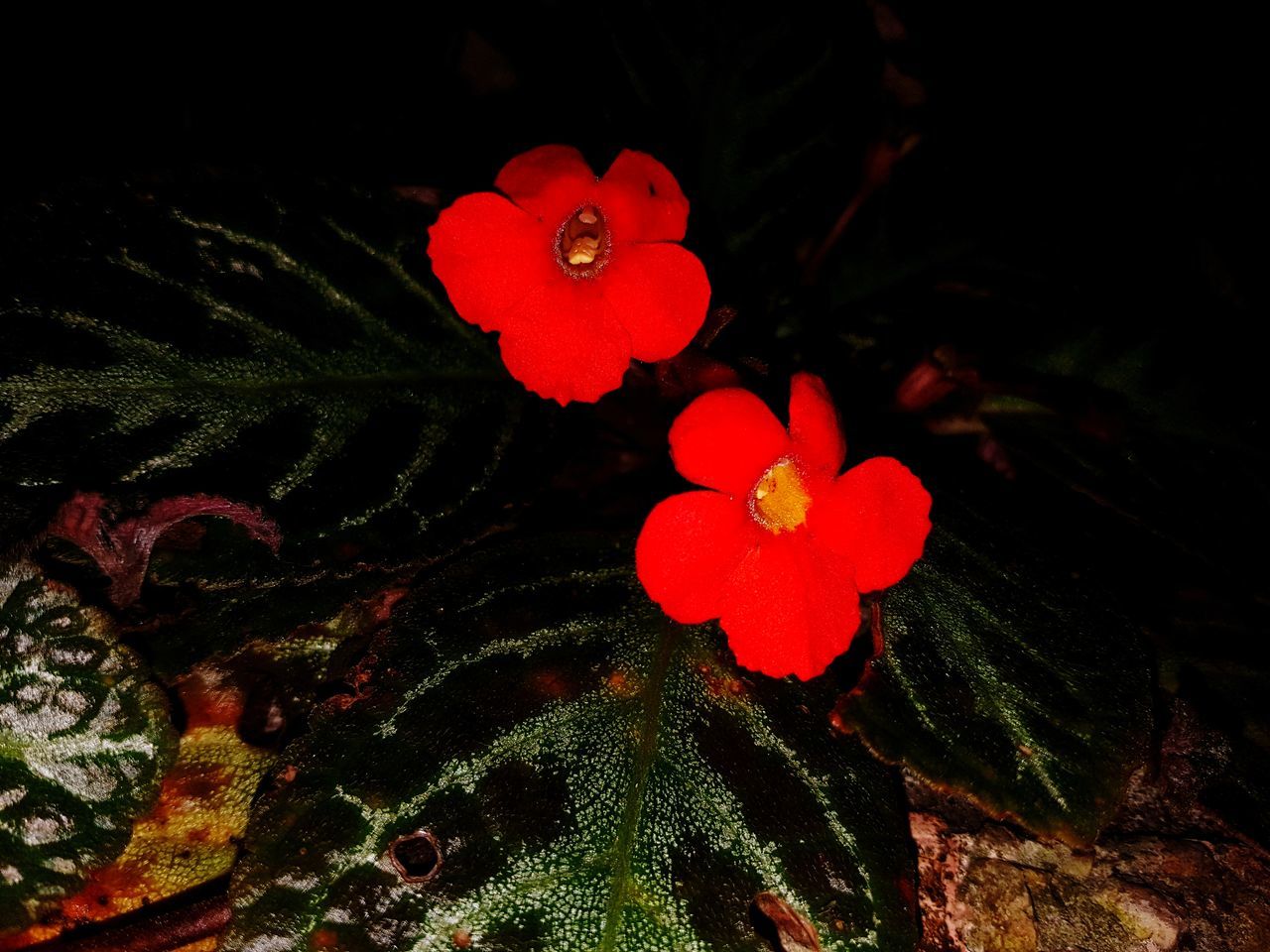 plant, growth, close-up, no people, beauty in nature, flower, flowering plant, nature, night, red, leaf, petal, plant part, flower head, freshness, green color, inflorescence, vulnerability, fragility, high angle view