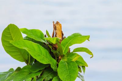 Close-up of insect on leaves