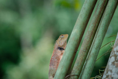 Close-up of a lizard