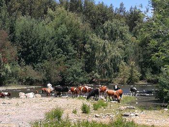 Horses on grass against trees