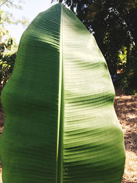 Close-up of green leaves on tree