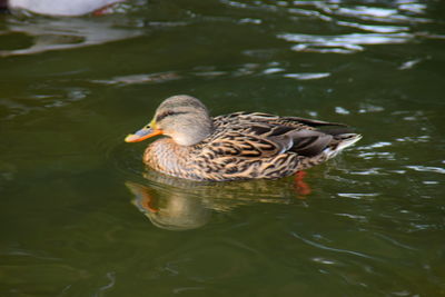 Close-up of duck swimming in lake