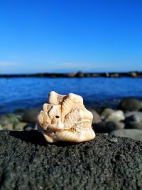 Shell on the rock of riposto beach in sicily