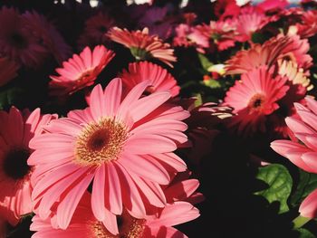 Close-up of pink flowers