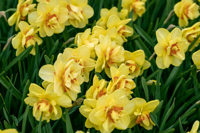 Double yellow and orange narcissus daffodil flowers growing in the spring garden