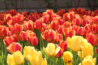 Close-up of tulips