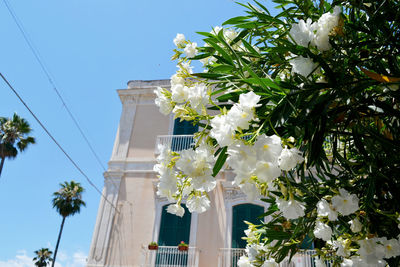 Low angle view of white flowers blooming against clear sky