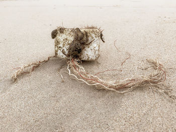 High angle view of crab on sand