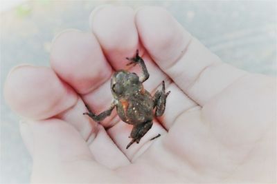 Close-up of hand holding small