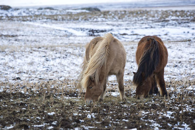 Two icelandic horses in wintertime in front of snowy mountains