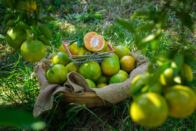 Close-up of apples