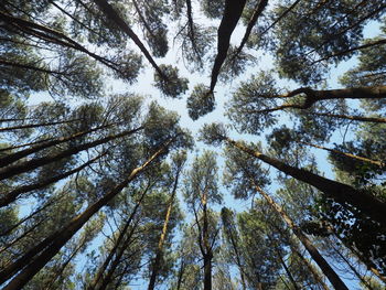 Low angle view of pine trees showing crown shyness during daylight taken in hutan pinus asri