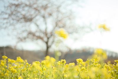 Close-up of fresh yellow flowers in field