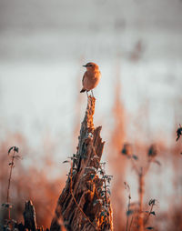 Close-up of bird perching on wood