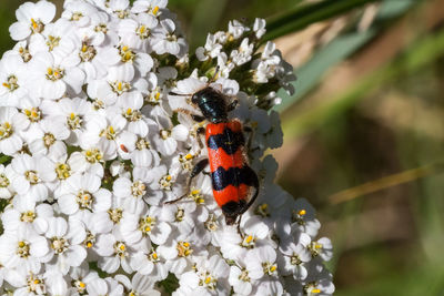 Close-up of insect on flower