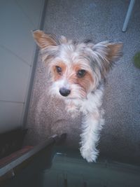 High angle portrait of dog standing