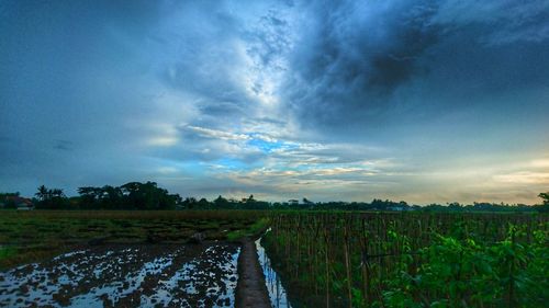 Scenic view of agricultural field against sky