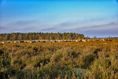 Panoramic shot of sheep on field against sky