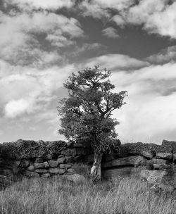 Tree on field against sky