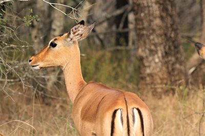 Antilope standing in grass