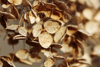 Close-up of dried plant on dry leaves
