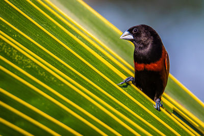 Close-up of bird perching on a leaf