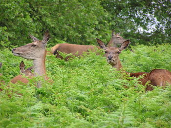 Deer on field