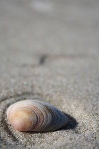 Close-up of insect against blurred background