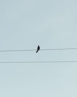 Low angle view of bird perching on cable against clear sky