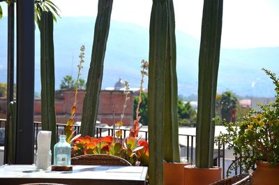 Potted plants on table at restaurant