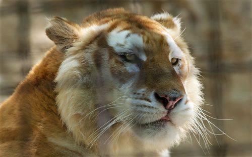 Close-up of a cat looking away