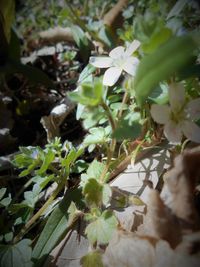 Close-up of white flowers blooming outdoors