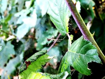 Close-up of grasshopper on plant