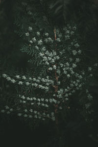 Close-up of plant in forest