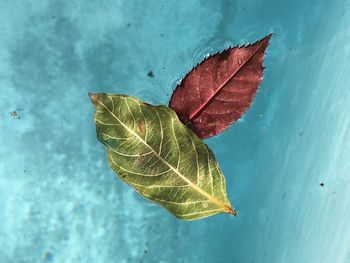 Close-up of butterfly on leaf against sky