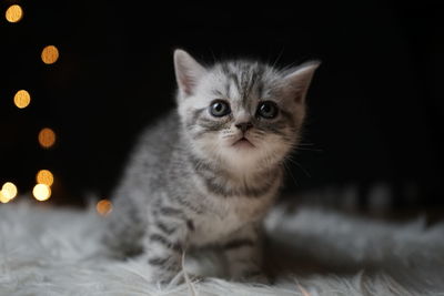 Close-up portrait of a cat