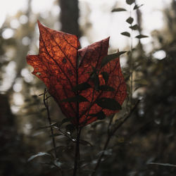 Close-up of maple leaf on tree
