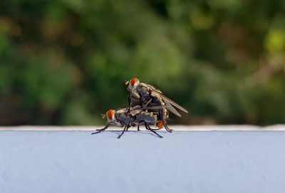 Close-up of housefly