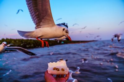 View of seagull feeding