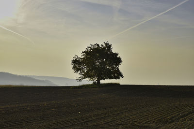 Tree in the rural landscape