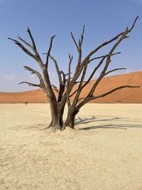 Scenic view of dead  tree in namib desert 