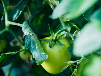 Close-up of tomato plant