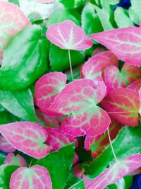 Close-up of pink flowers