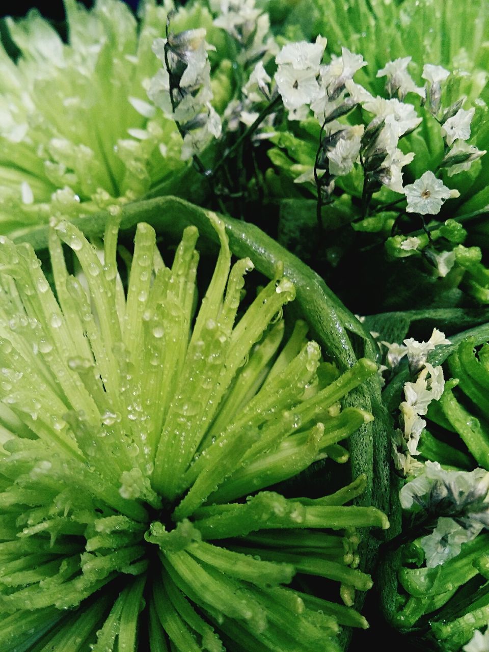 drop, freshness, leaf, wet, water, growth, green color, close-up, full frame, fragility, plant, nature, beauty in nature, backgrounds, dew, raindrop, season, droplet, high angle view, water drop