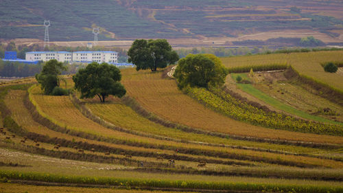 High angle view of vineyard