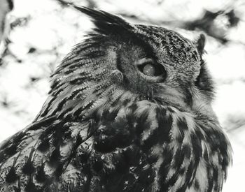 Close-up of owl